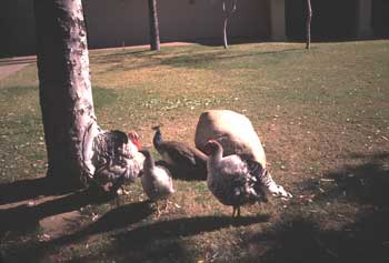 Birds