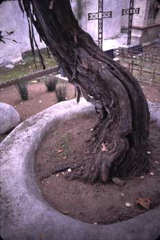 Grape Vine