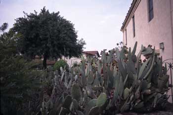 Cactus