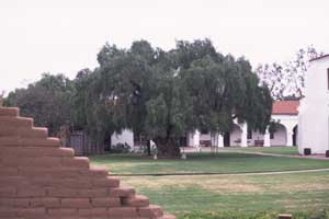 Pepper Tree