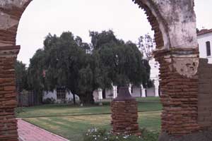 Pepper Tree