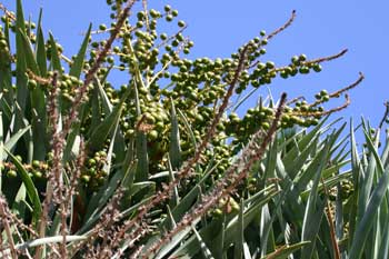 Plants