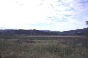 Field